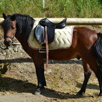 la-norma-centre-equestre-poney - OT La Norma