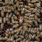 © Découverte des abeilles à La Norma - DR Sandrine Moreau