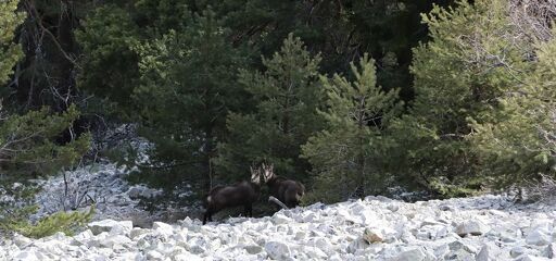 © Soirée observation faune Vanoise avec Elfie Henry, accompagnatrice en montagne - Elfie Henry