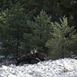 © Soirée observation faune Vanoise avec Elfie Henry, accompagnatrice en montagne - Elfie Henry