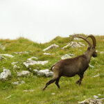 © tour des glaciers bouquetin - K.Mandray