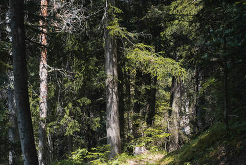 Sentier du Périmètre à pied