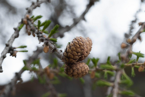 Botanische wandeling
