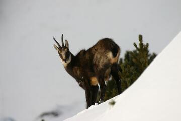 © Randonnée en Raquette à Aussois_La Norma - S. Moreau