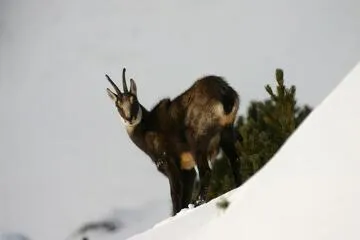 © Randonnée en Raquette à Aussois_La Norma - S. Moreau