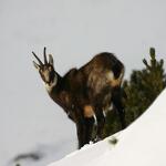 © Randonnée en Raquette à Aussois_La Norma - S. Moreau