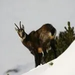 © Randonnée en Raquette à Aussois_La Norma - S. Moreau