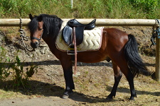 © Stage poney à La Norma - OT La Norma