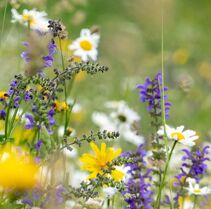 A la découverte du monde des abeilles