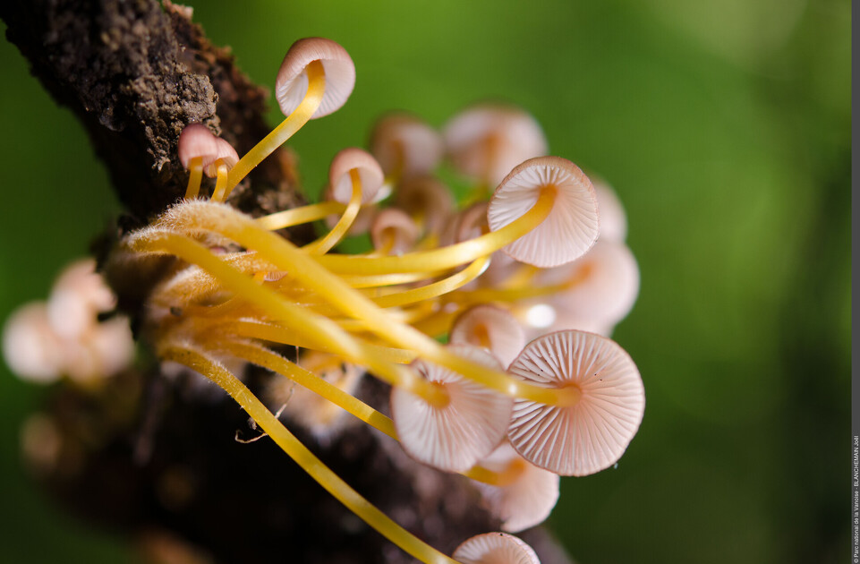 © Champignon - Parc national de la Vanoise - Champignon - Parc national de la Vanoise