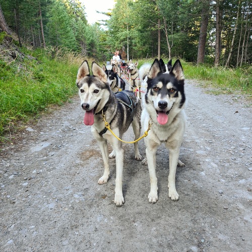 Trott Husky