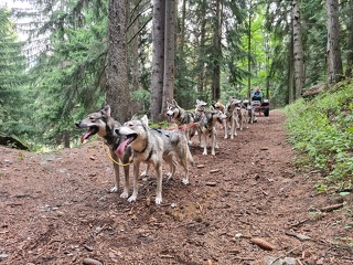 © Trott Husky_La Norma - Trott Husky