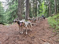 © Trott Husky_La Norma - Trott Husky