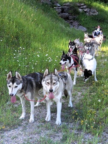 © Trott Husky_La Norma - Trott Husky