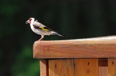 © Oiseaux de montagne, les reconnaitre et les nourrir_La Norma - D.Sibille - OTHMV