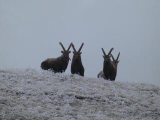 © Découverte de la faune sauvage_La Norma - S. Moreau