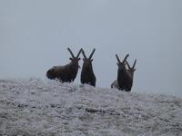 © Découverte de la faune sauvage_La Norma - S. Moreau