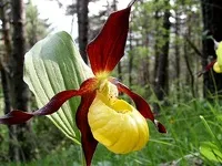 Sabot de Vénus sur les Cascadelles - Toeristenbureau La Norma
