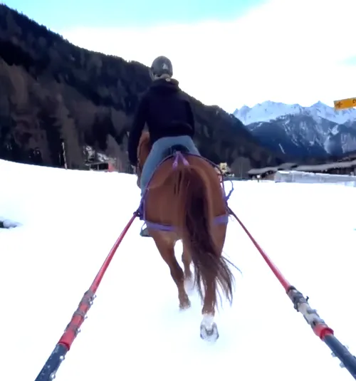 Ski-joëring