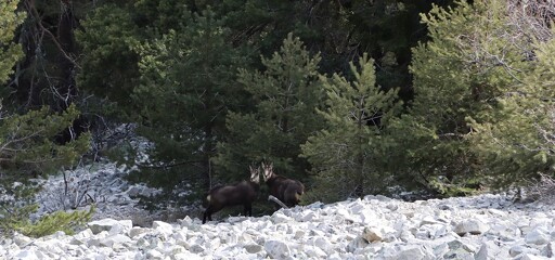 © Soirée observation de la faune à La Norma - Elfie Henry