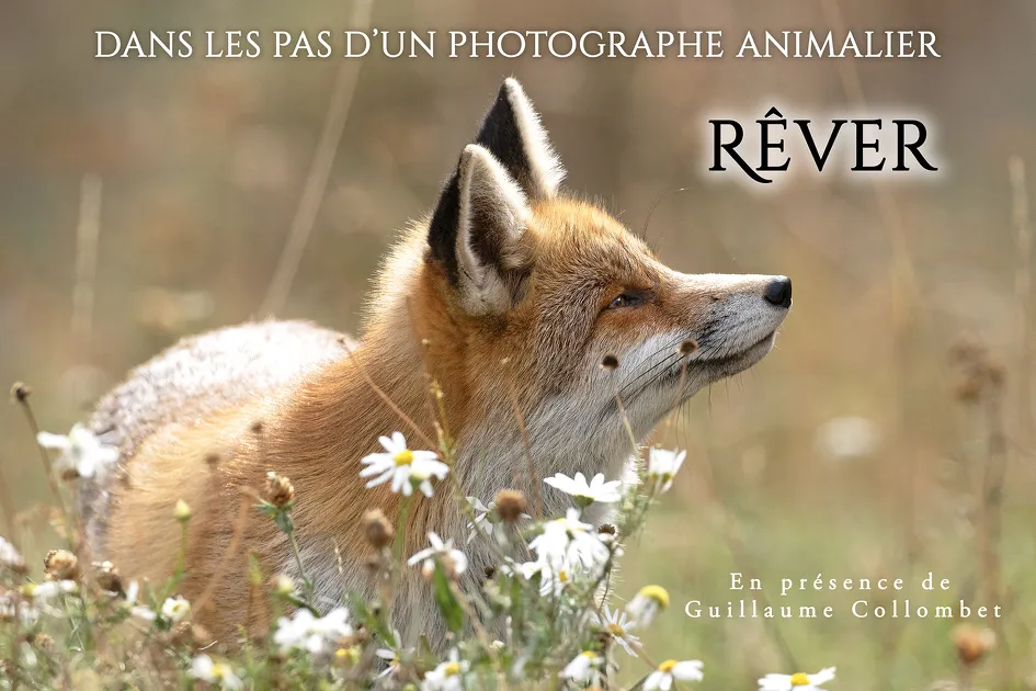 © Dreaming, Following in the Footsteps of a Wildlife Photographer_La Norma - Guillaume Collombet